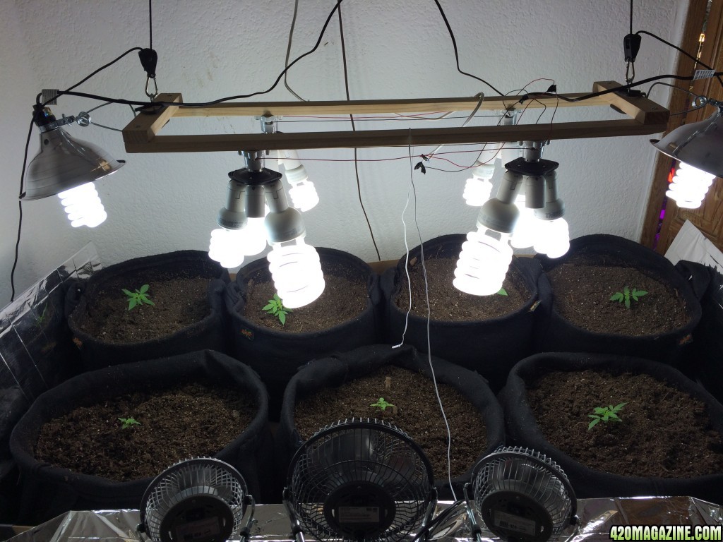 CFL SetUp