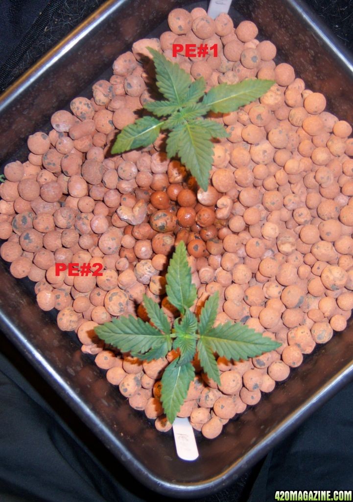 CFL test grow