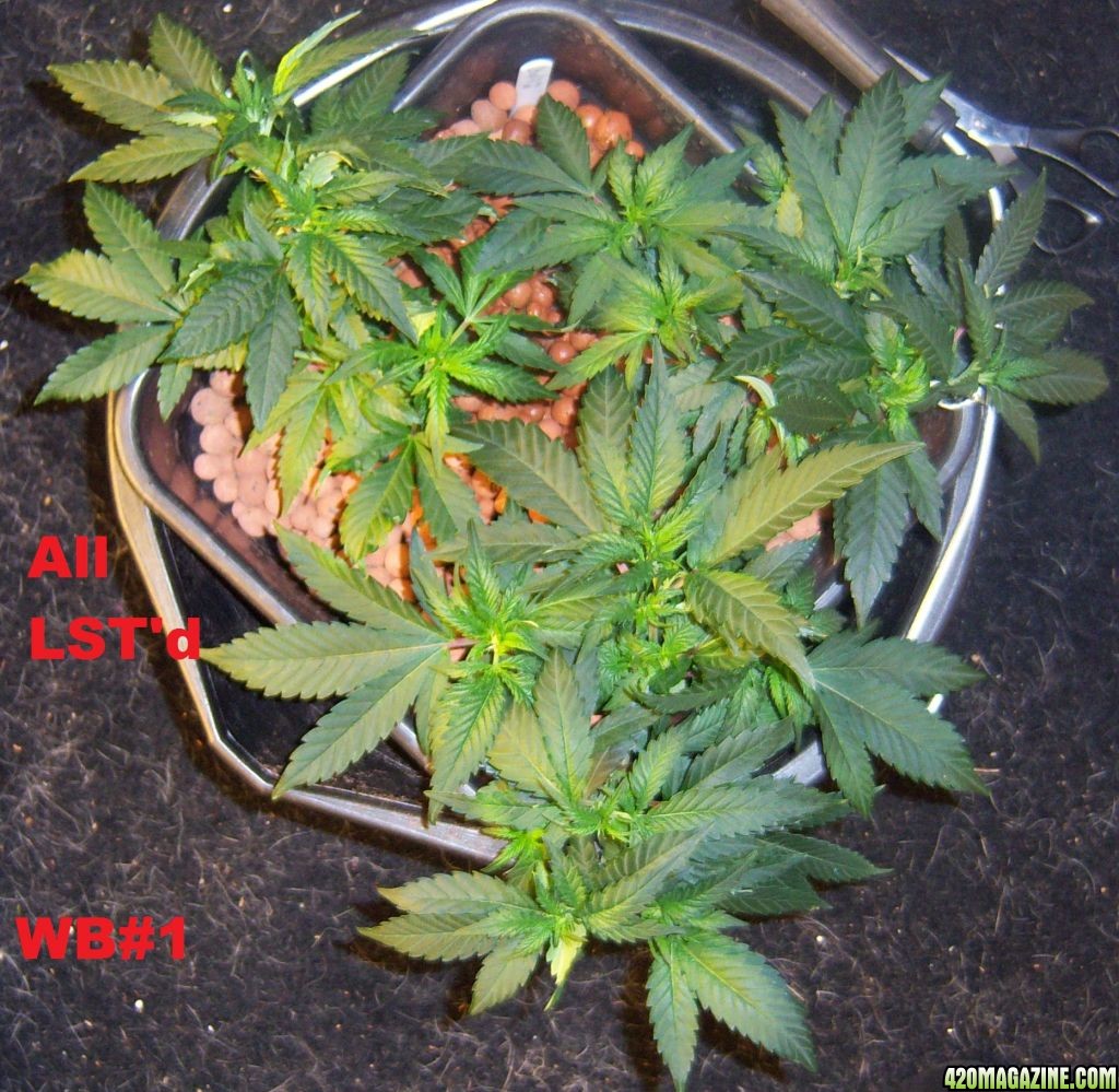 CFL test grow