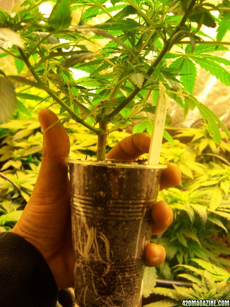 CFL test grow