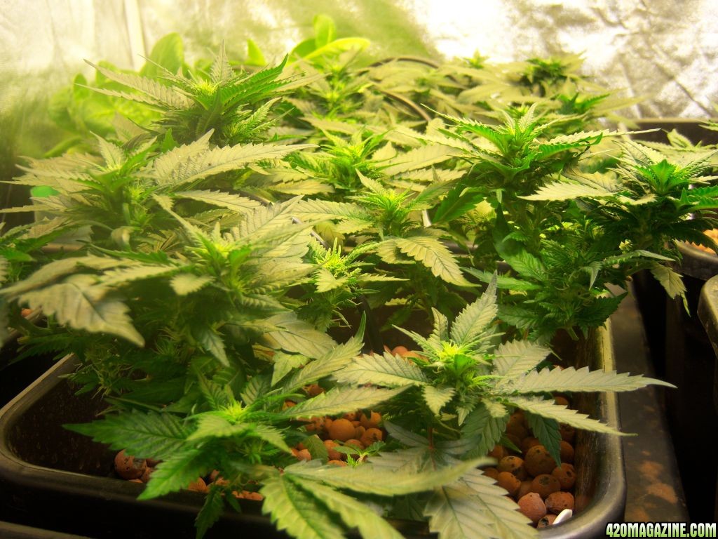 CFL test grow