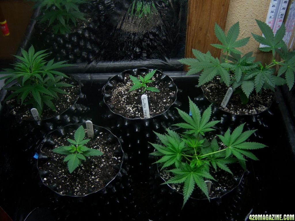 CFL test grow