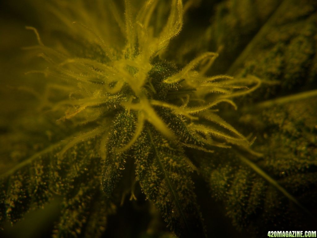 CFL test grow