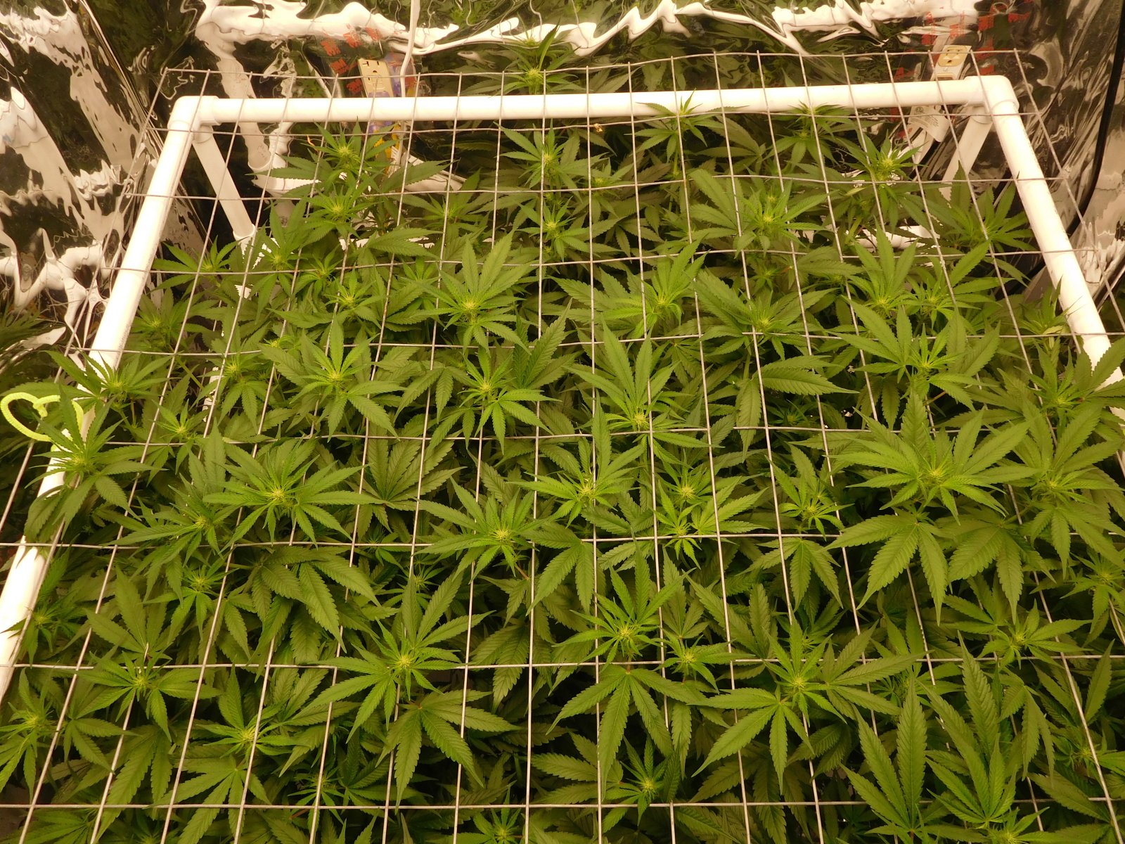 CG Day 14 flower (4).JPG