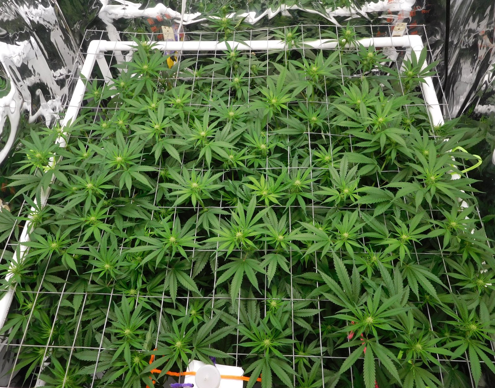 CG Day 16 flower(6).JPG