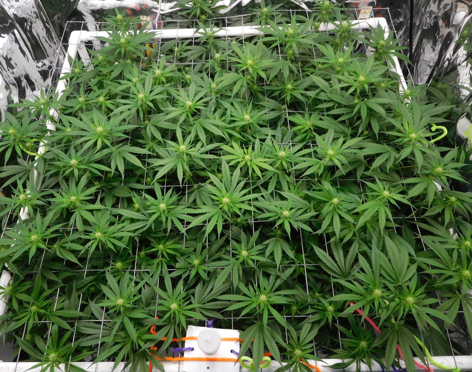 CG Day 18 flower (5).JPG