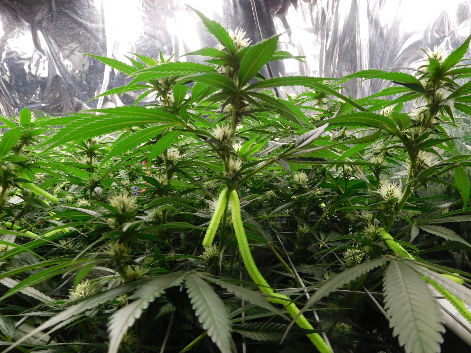 CG Day 26 flower (6).JPG