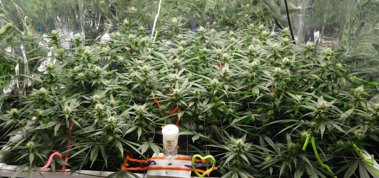 CG Day 27 flower (5).JPG