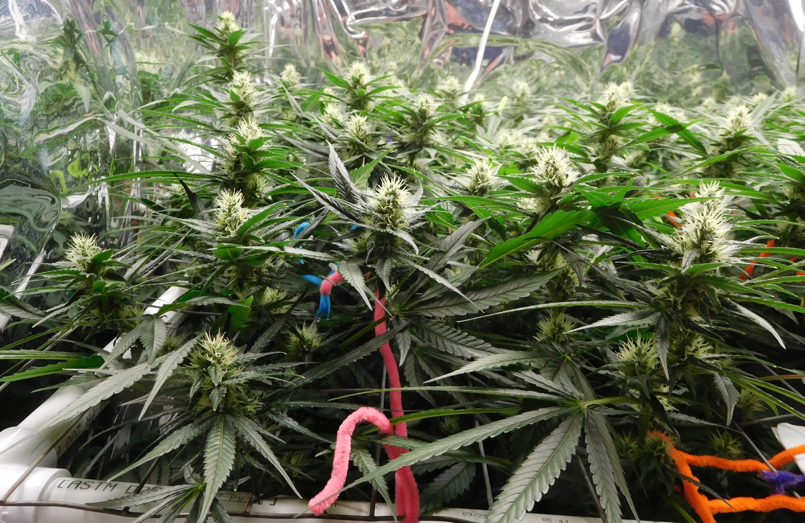 CG Day 32 flower (4).JPG