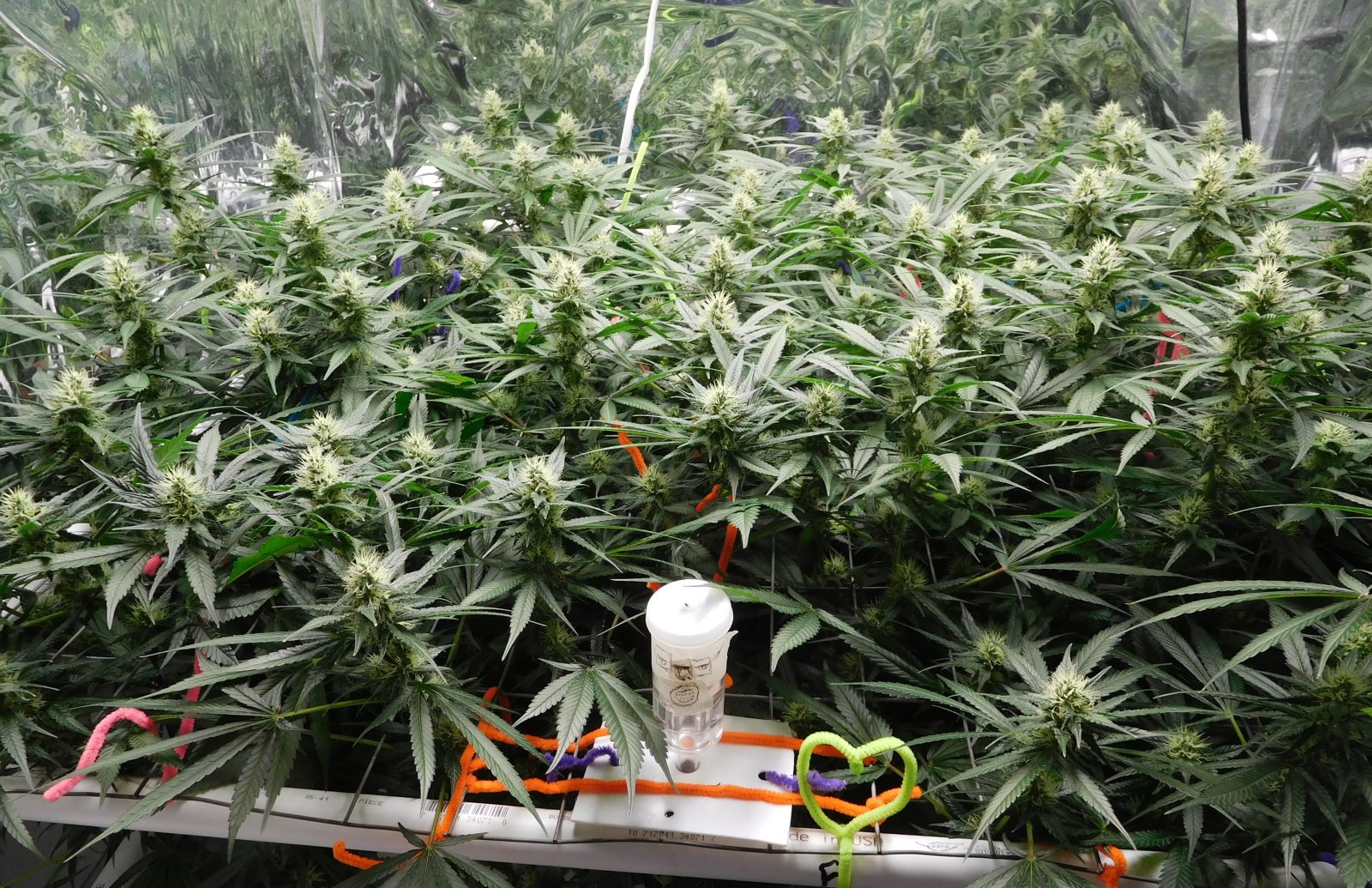 CG Day 32 flower (6).JPG