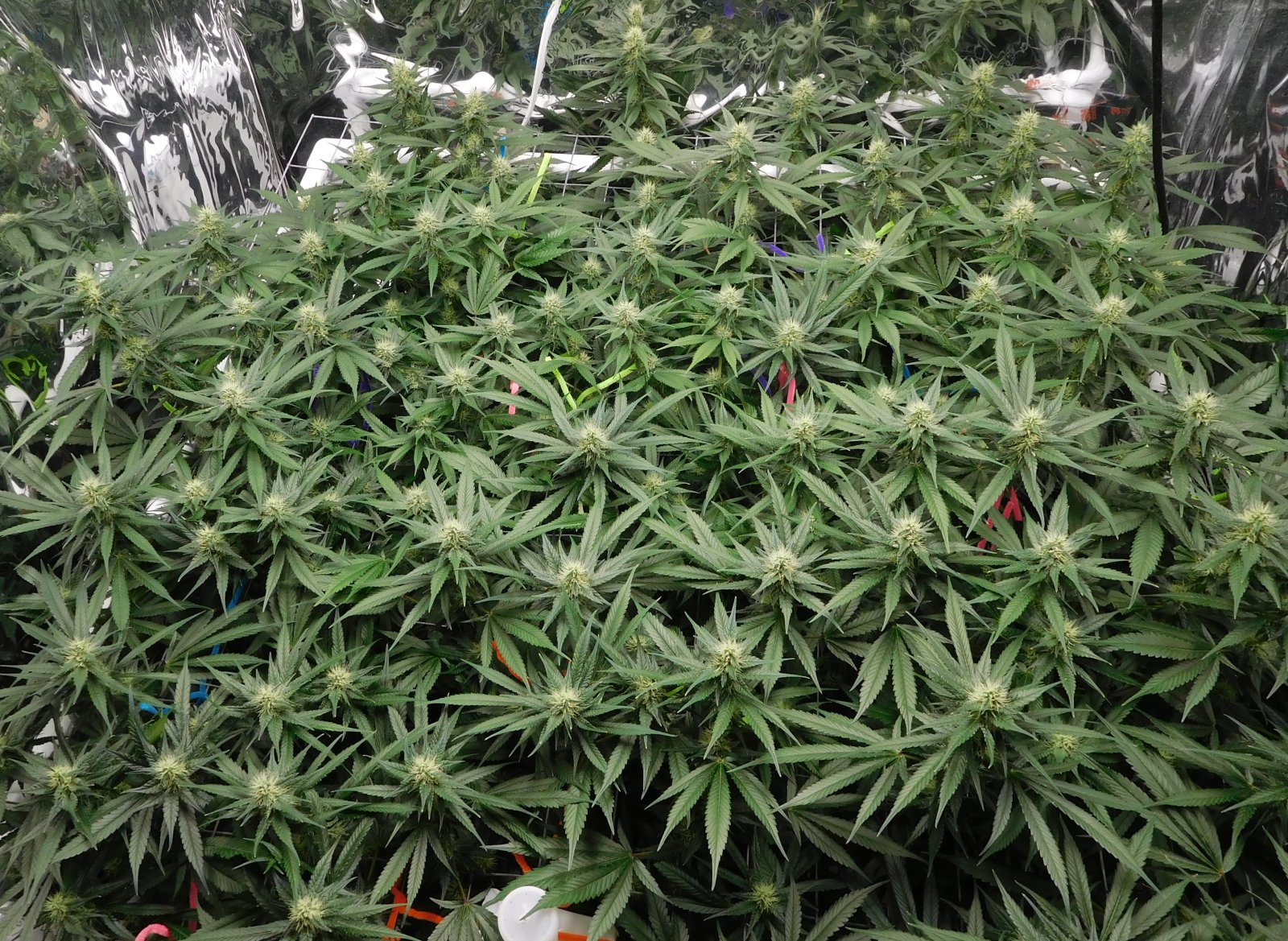 CG Day 32 flower (8).JPG