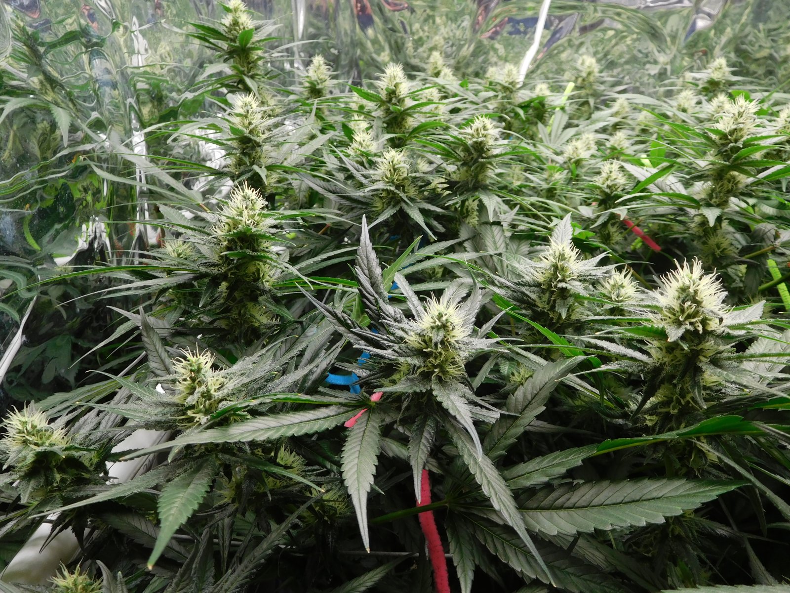 CG Day 33 flower (2).JPG