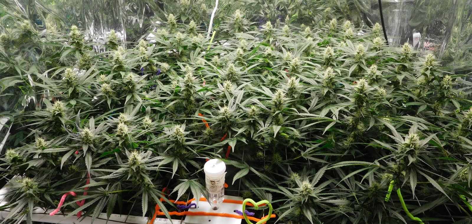 CG Day 34 flower (3).JPG