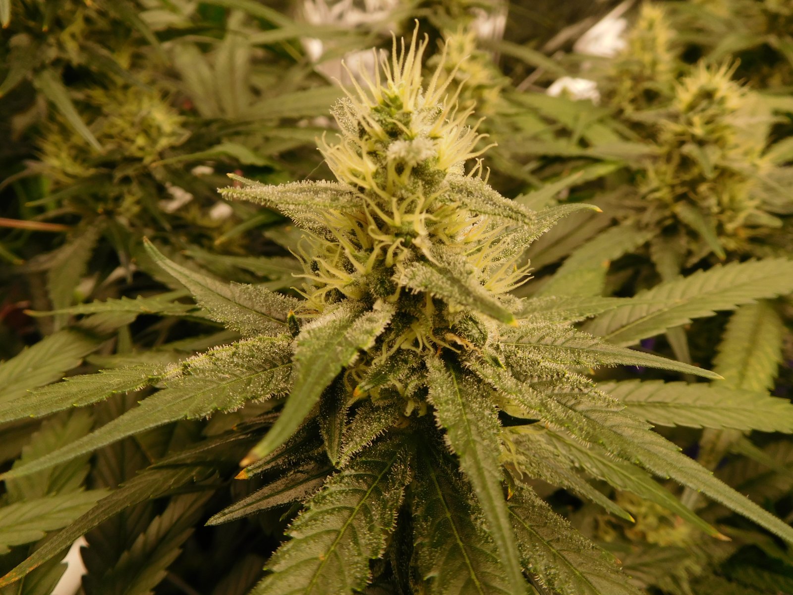 CG Day 41 flower (8).JPG