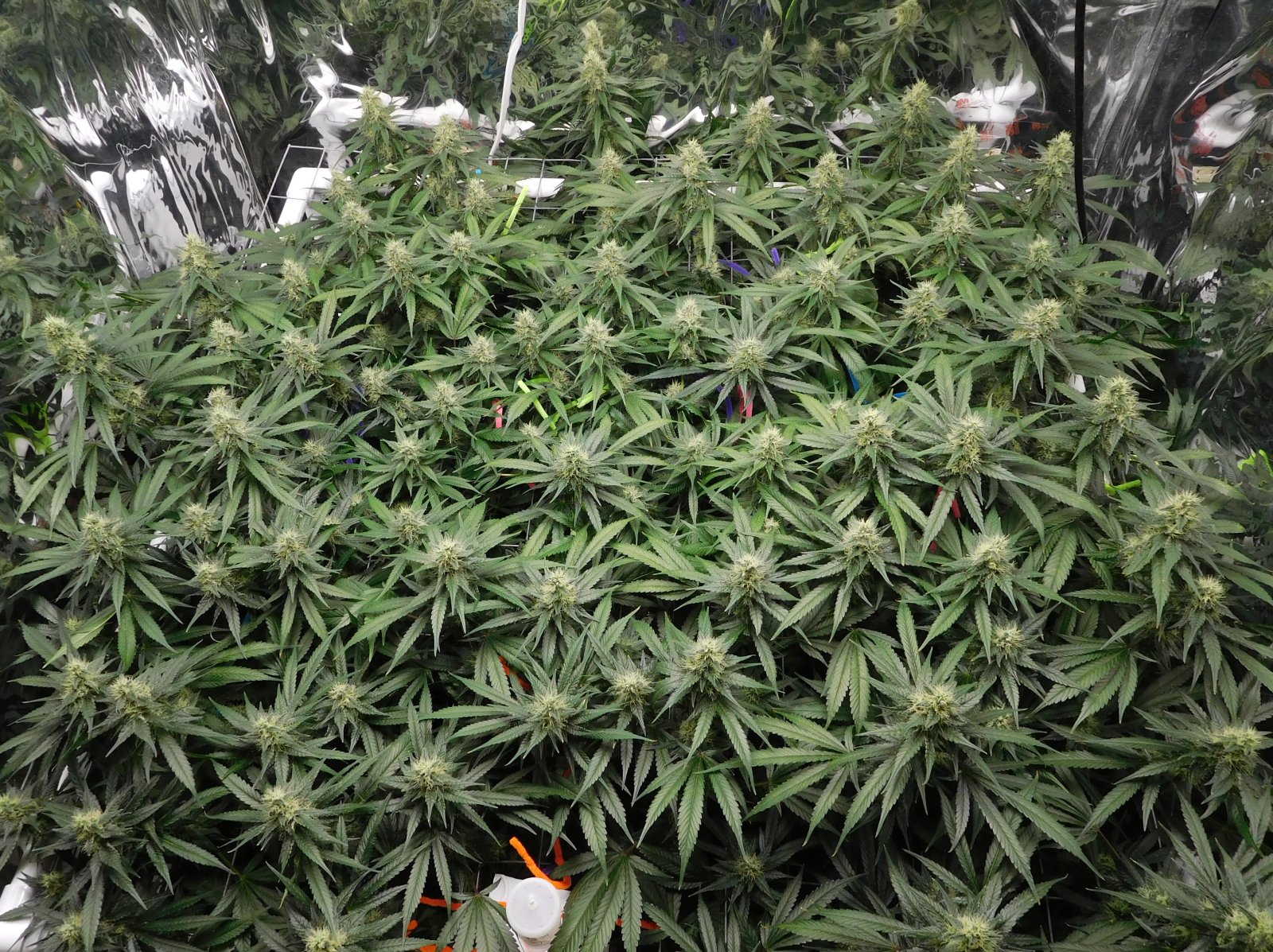 CG Day 42 flower (6).JPG