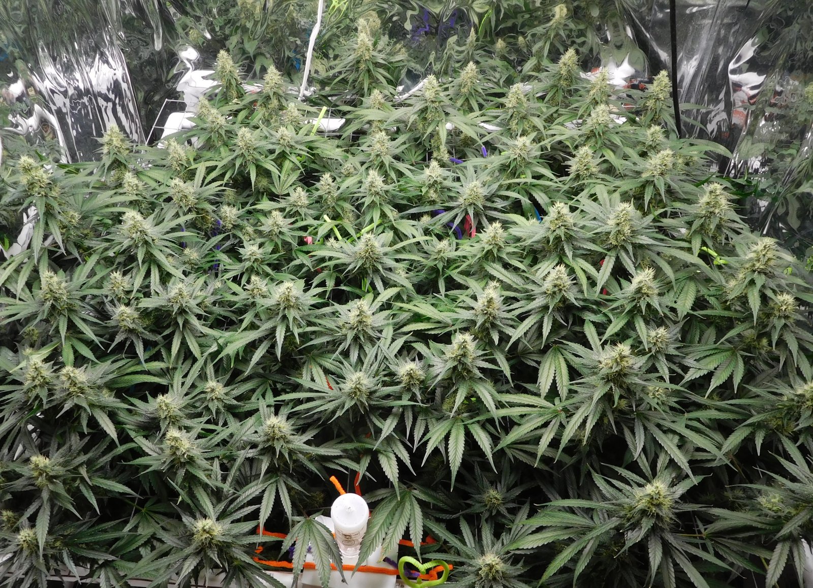 CG Day 43 flower (6).JPG