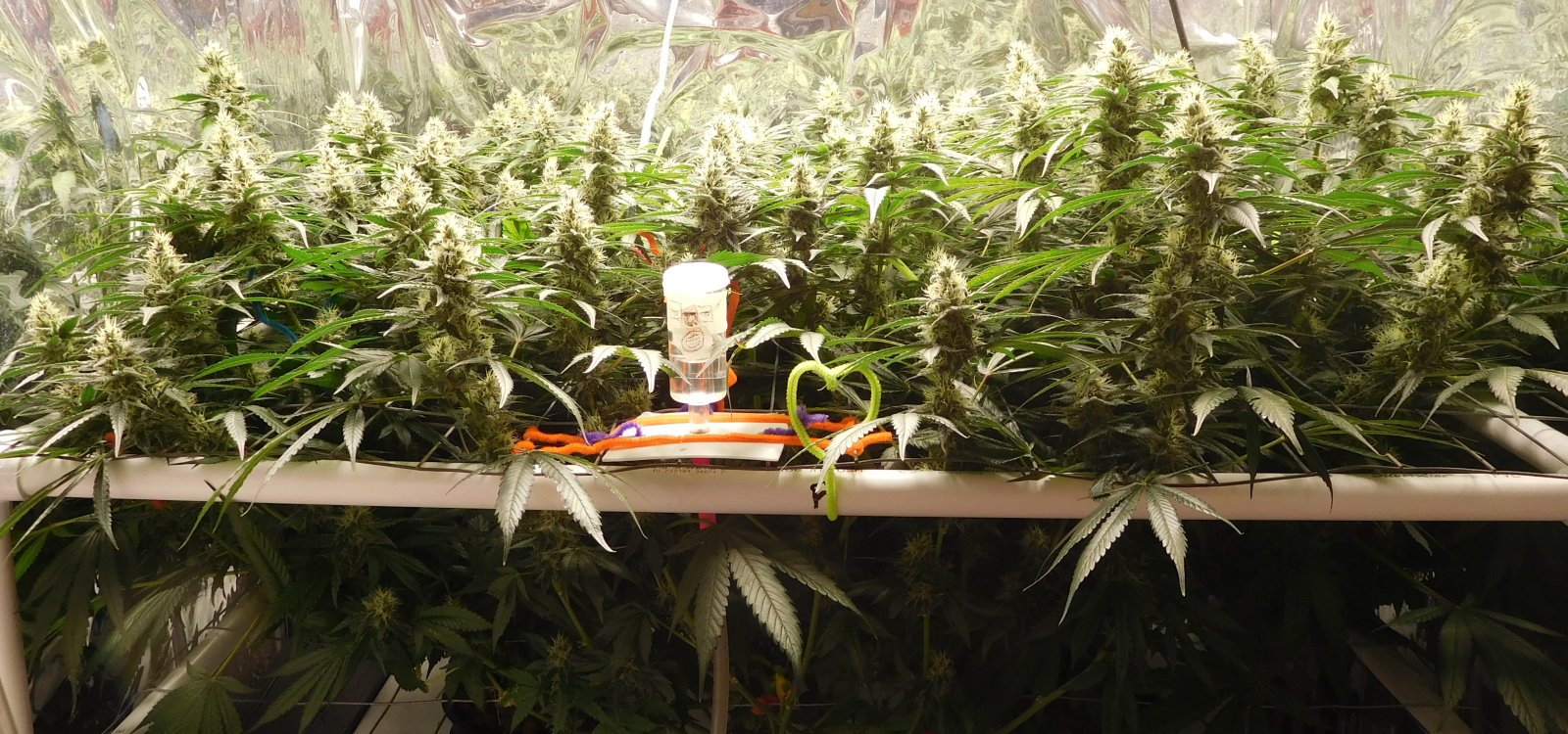 CG Day 44 flower (1).JPG