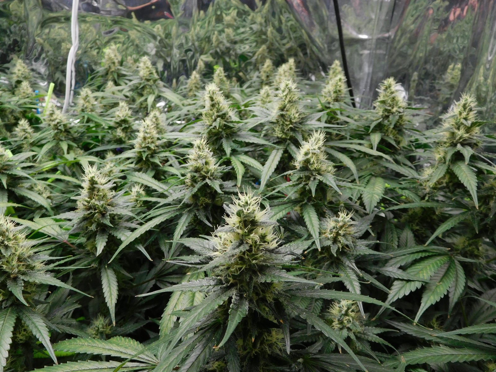 CG Day 45 flower (4).JPG