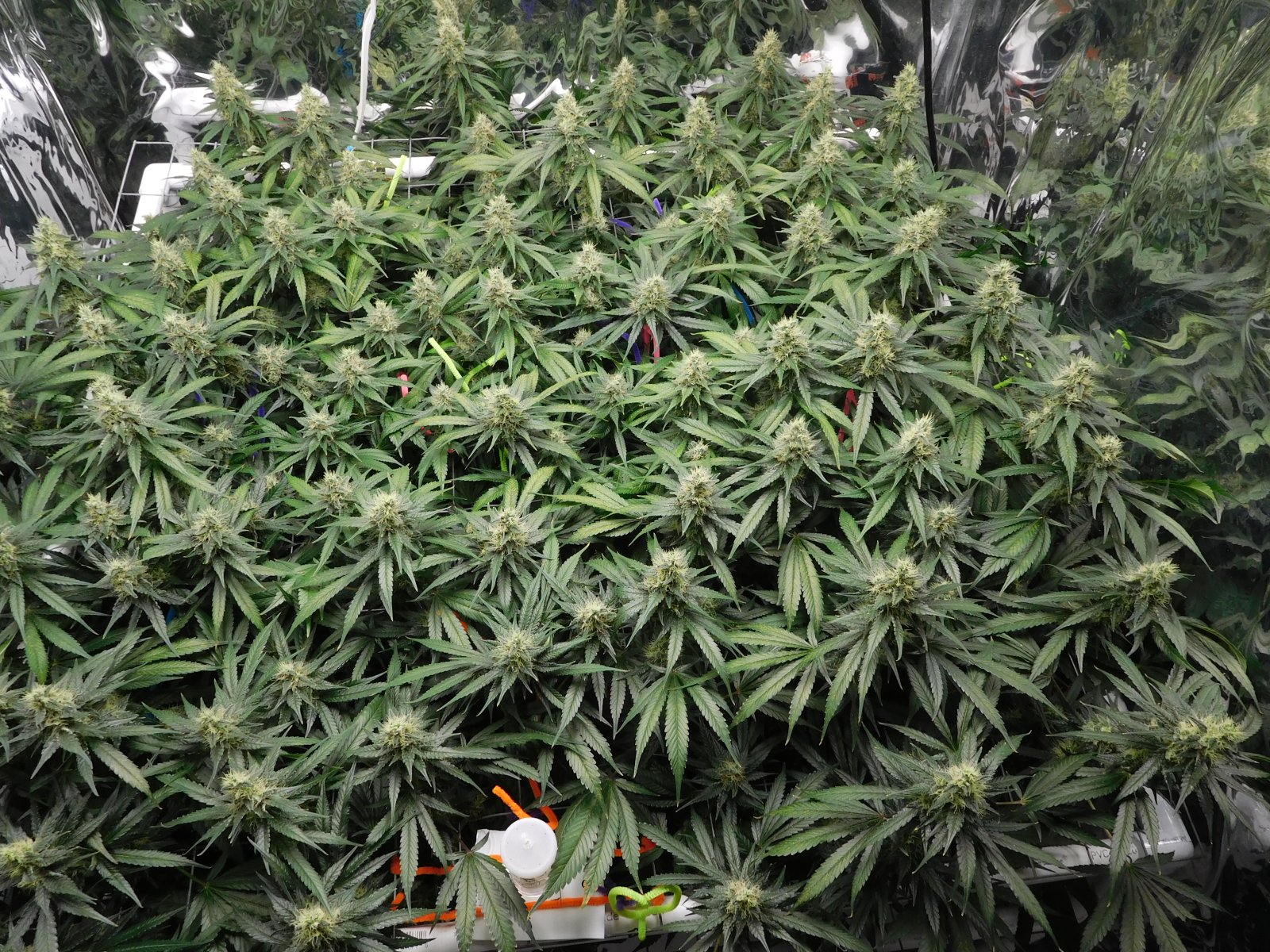 CG Day 46 flower (5).JPG