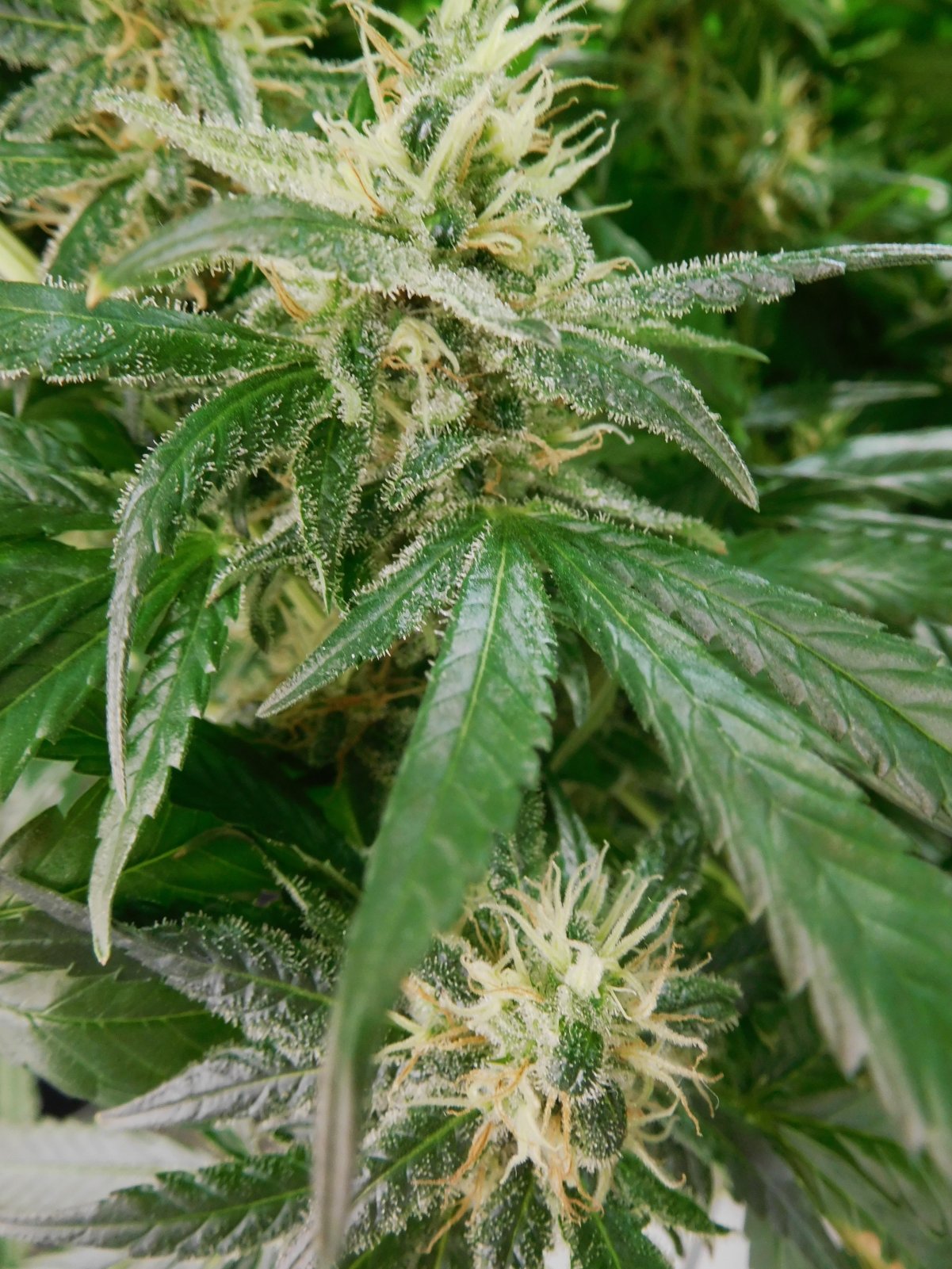 CG Day 49 flower (8).JPG