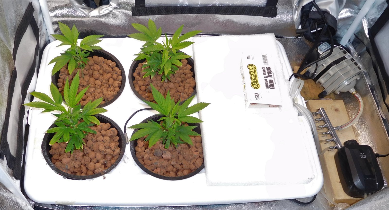 CG Day 5 veg (2)2.jpg