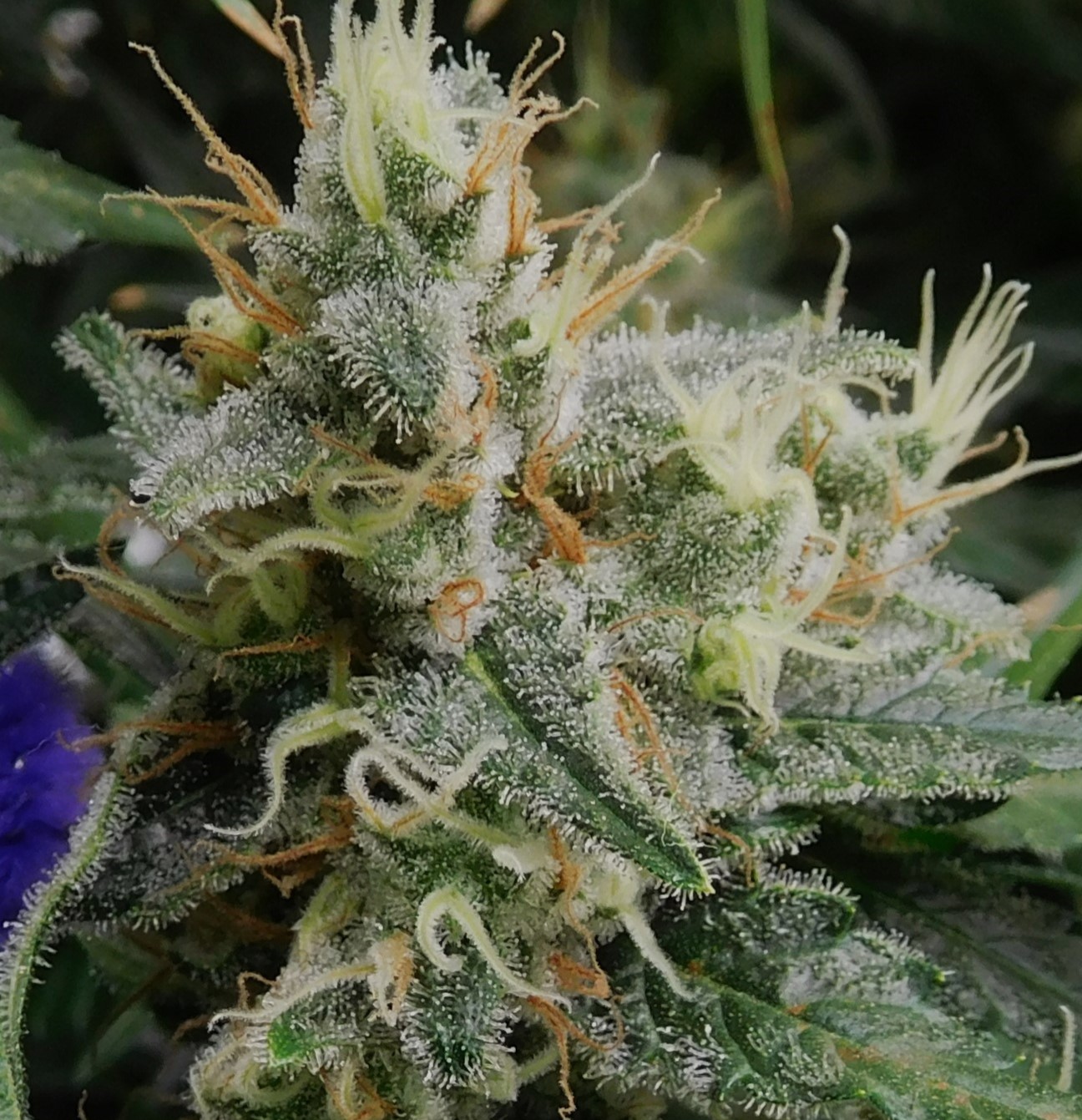 CG Day 53 flower (10).JPG