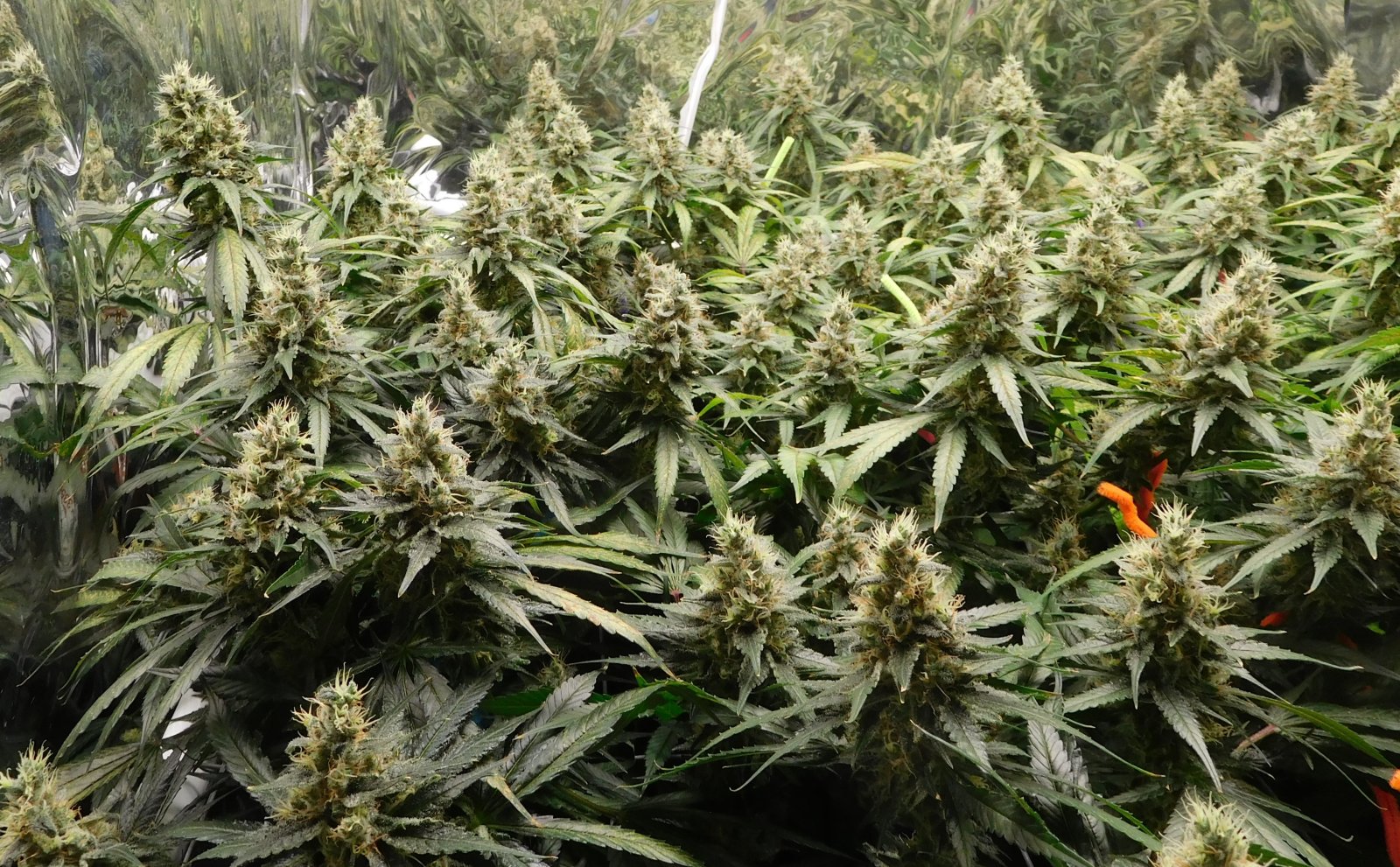 CG Day 56 flower (2).JPG