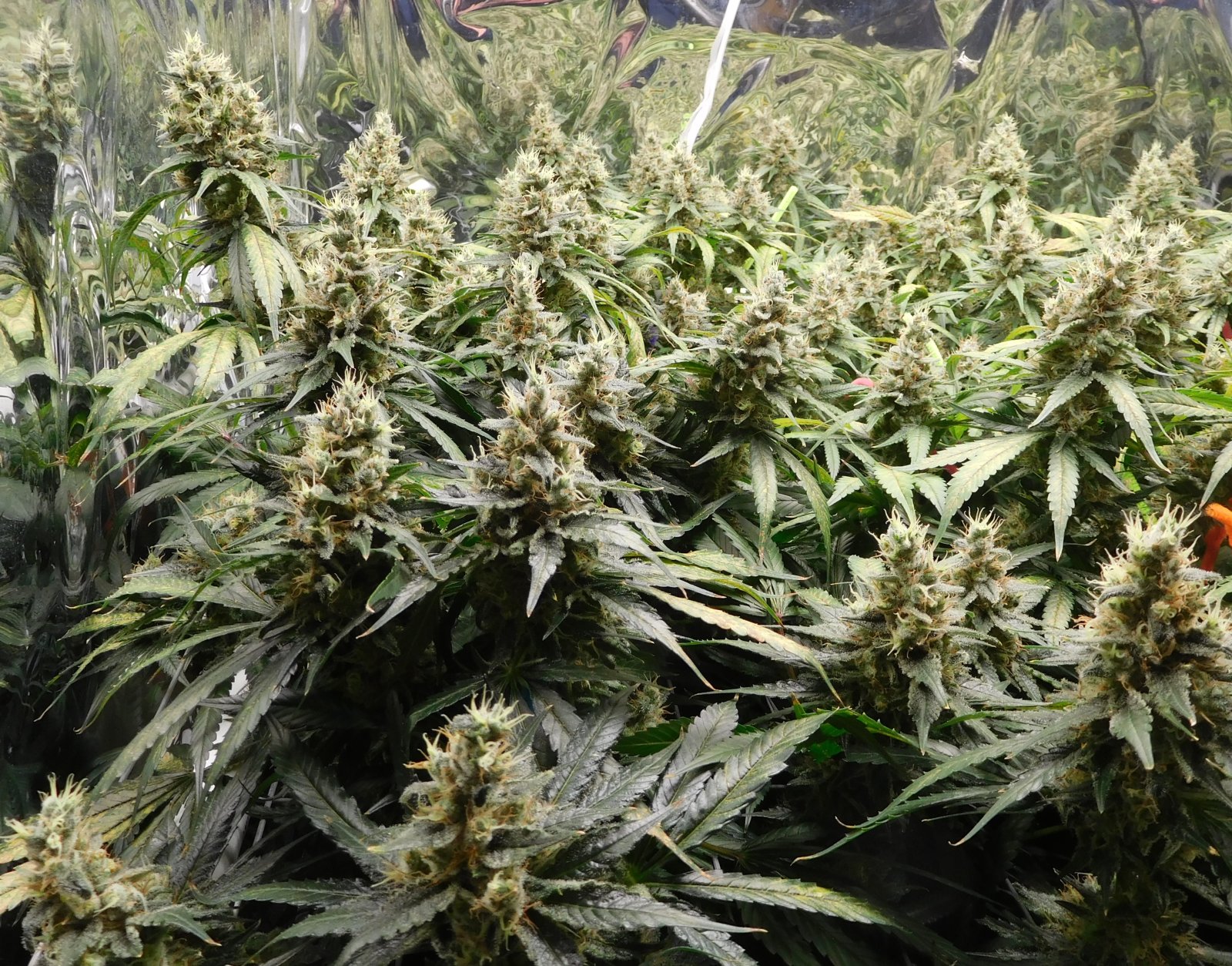 CG Day 60 flower (2).JPG