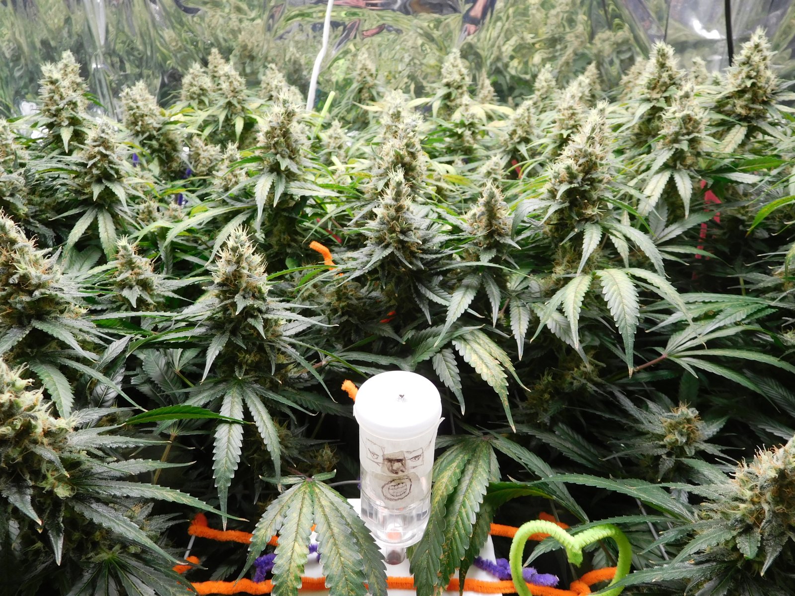 CG Day 60 flower (3).JPG