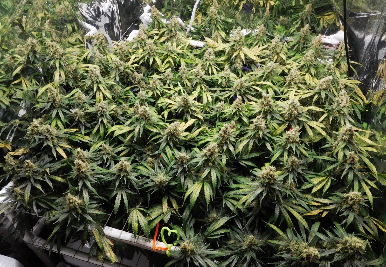 CG Day 66 flower (6).JPG