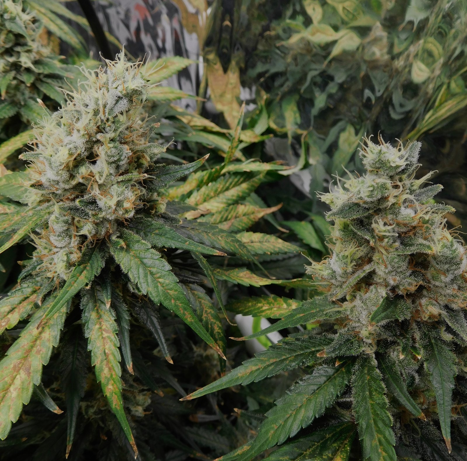 CG Day 66 flower (8).JPG