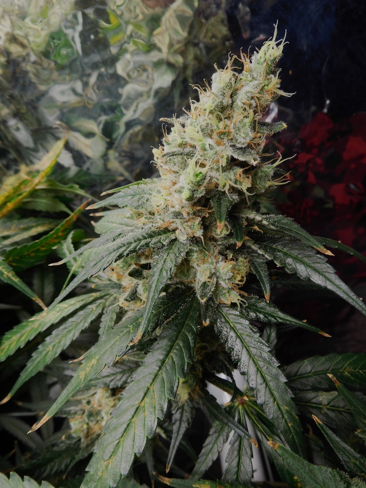 CG Day 68 flower (10).JPG