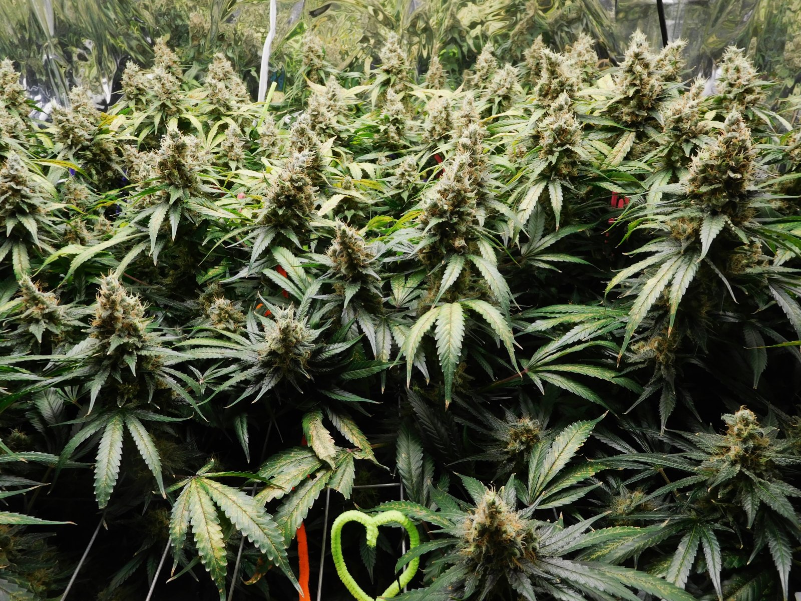 CG Day 69 flower (2).JPG