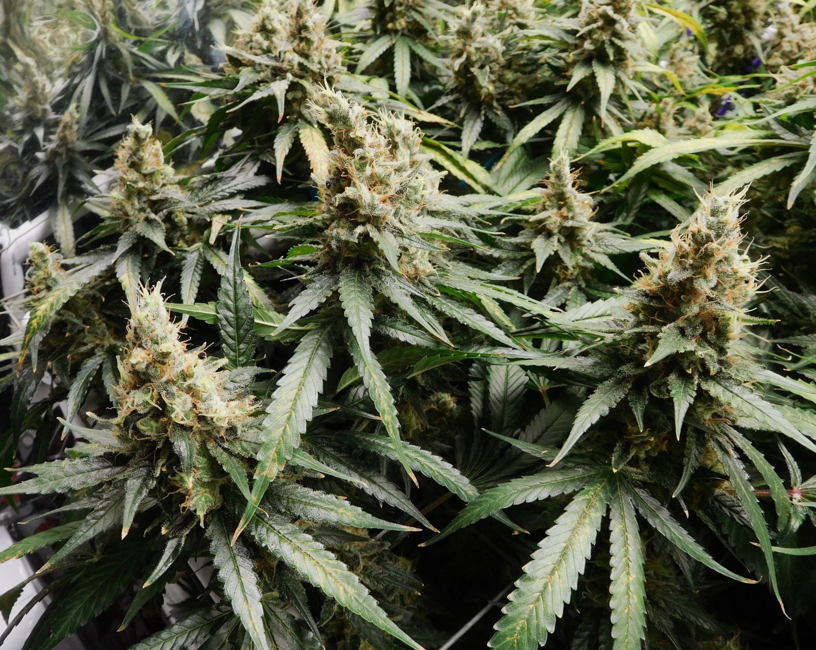 CG Day 70 flower (4).JPG