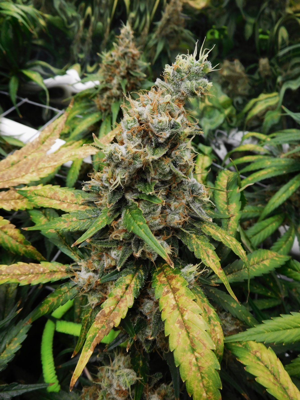 CG Day 73 flower (11).JPG