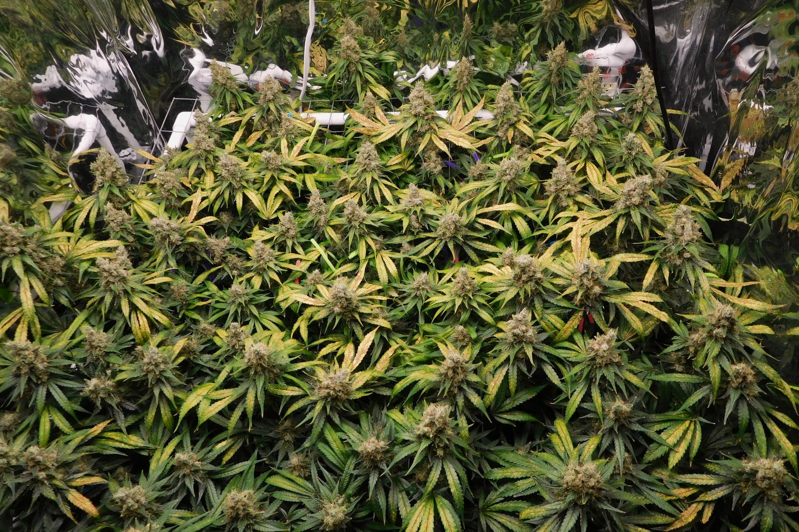 CG Day 74 flower (3).JPG