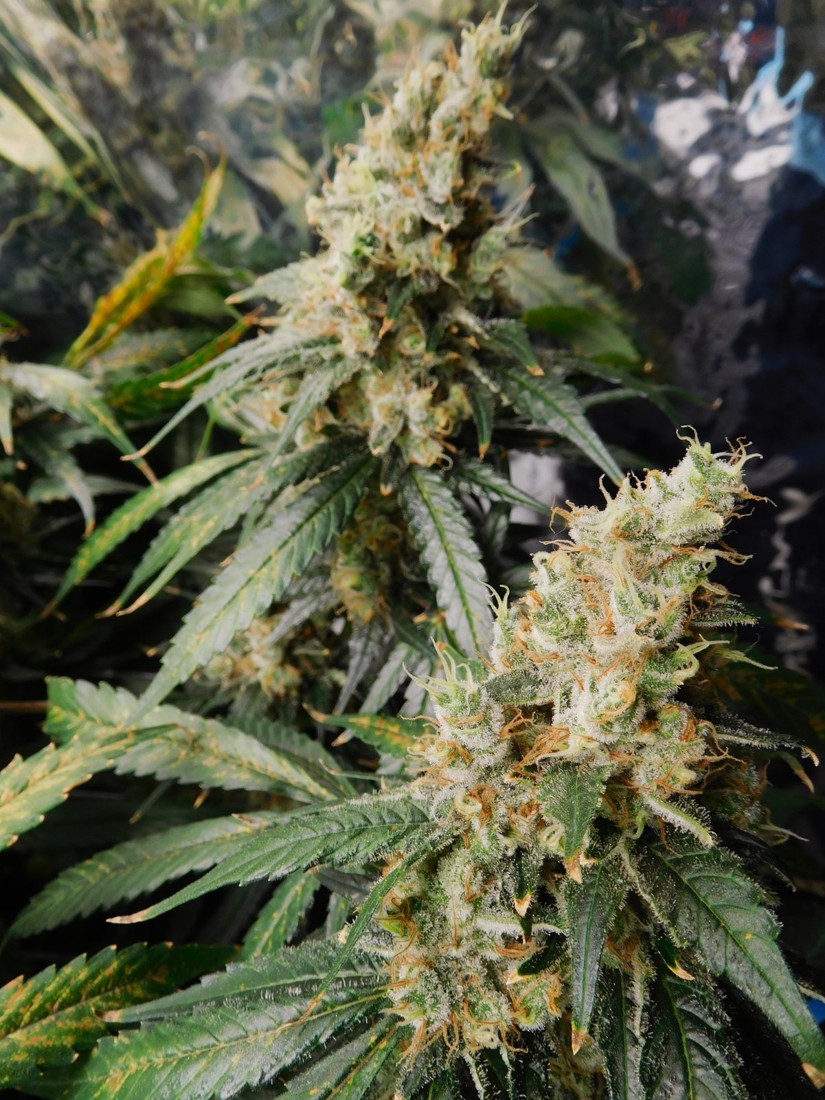 CG Day 74 flower (9).JPG