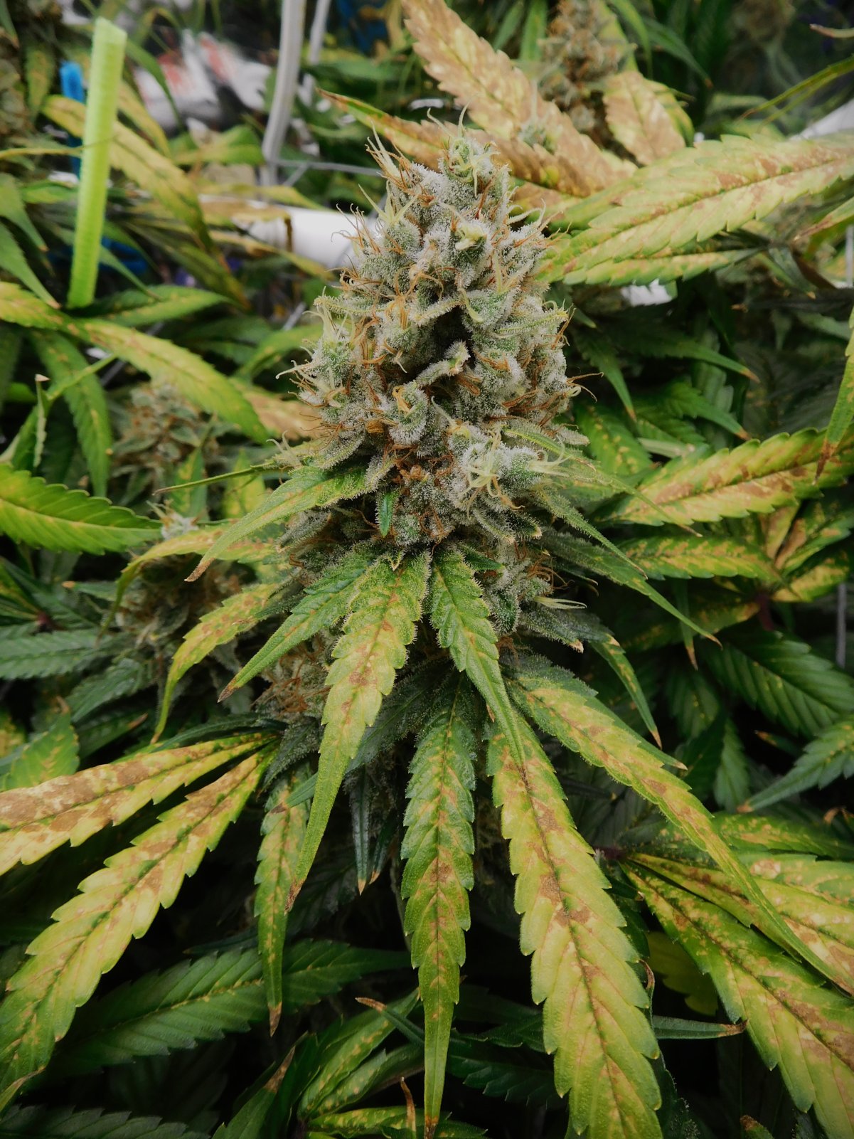 CG Day 75 flower (10).JPG