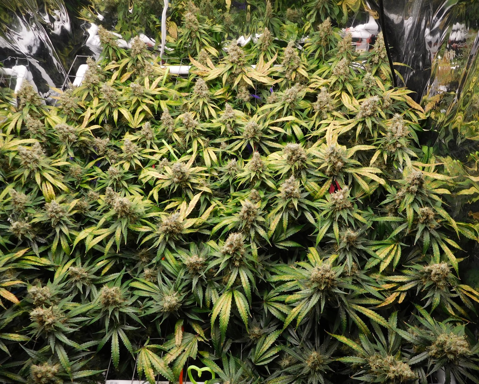 CG Day 76 flower (3).JPG