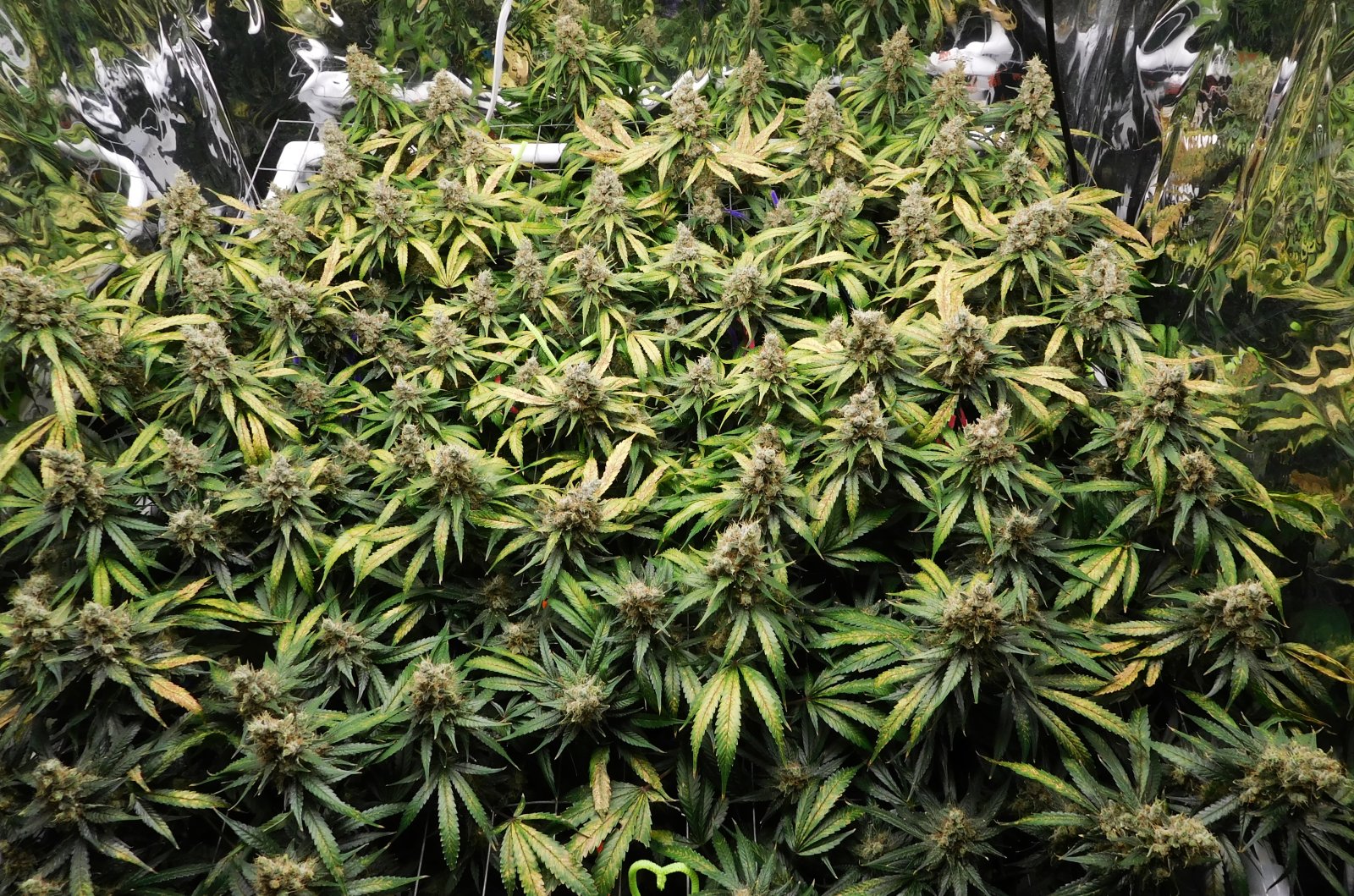 CG Day 77 flower (4).JPG