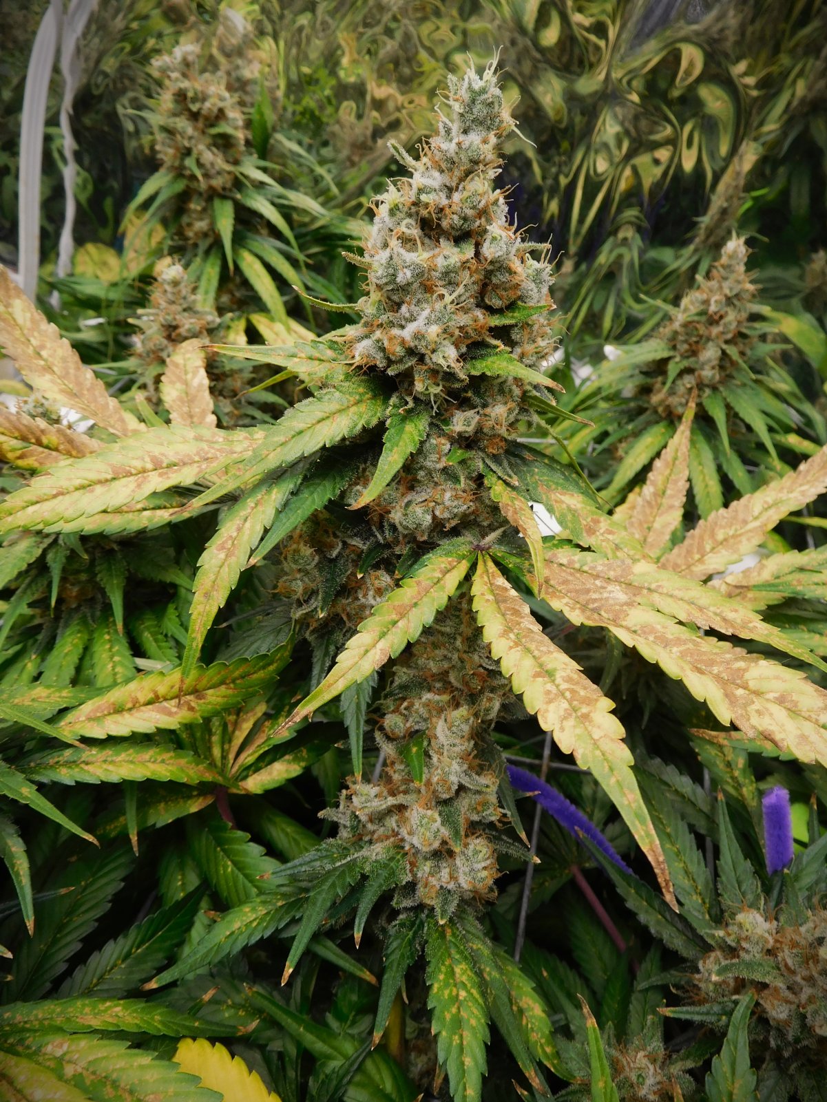 CG Day 78 flower (10).JPG