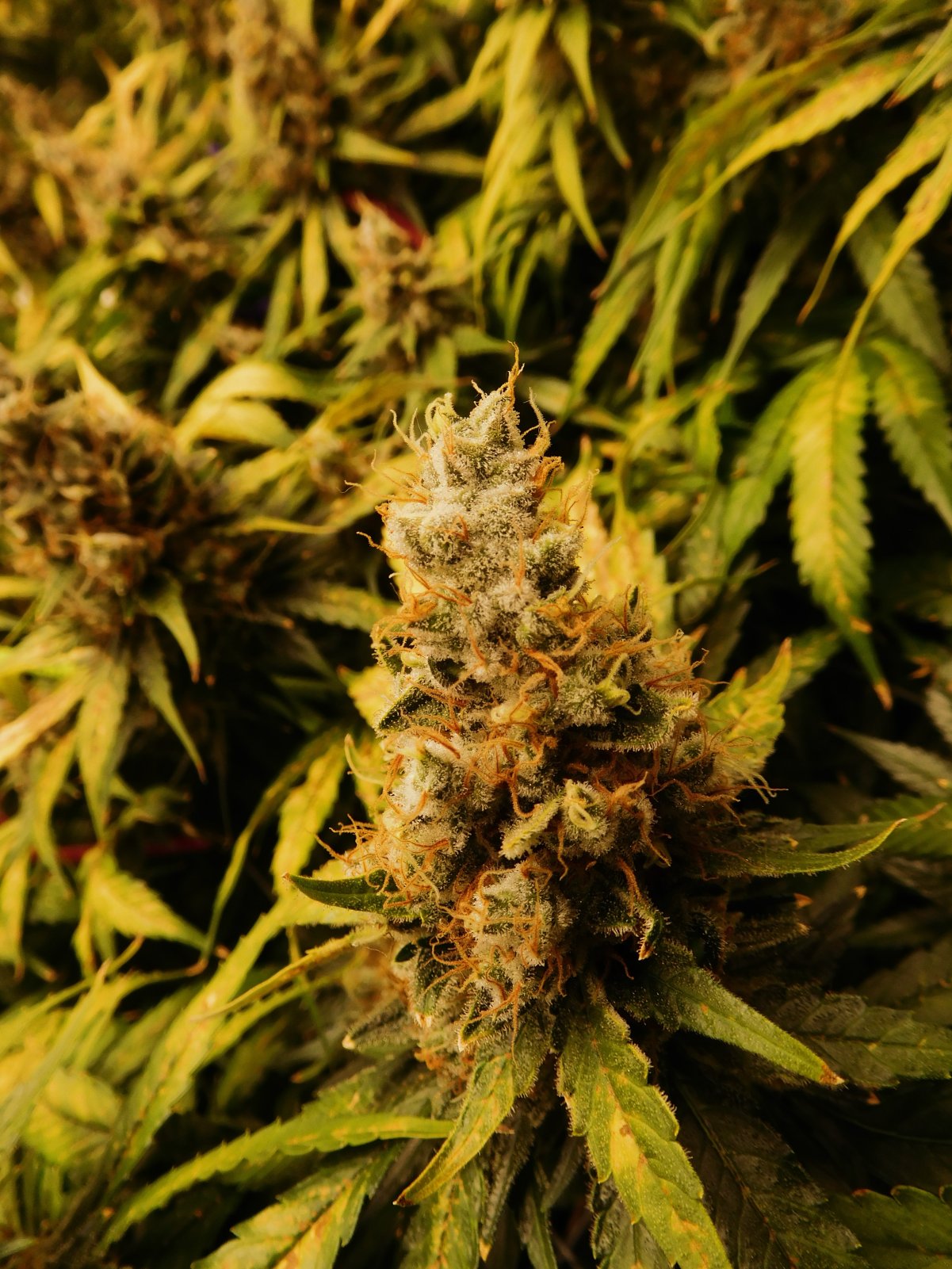 CG Day 78 flower (11).JPG