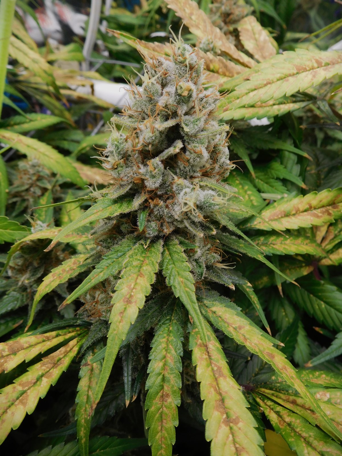 CG Day 79 flower (11).JPG