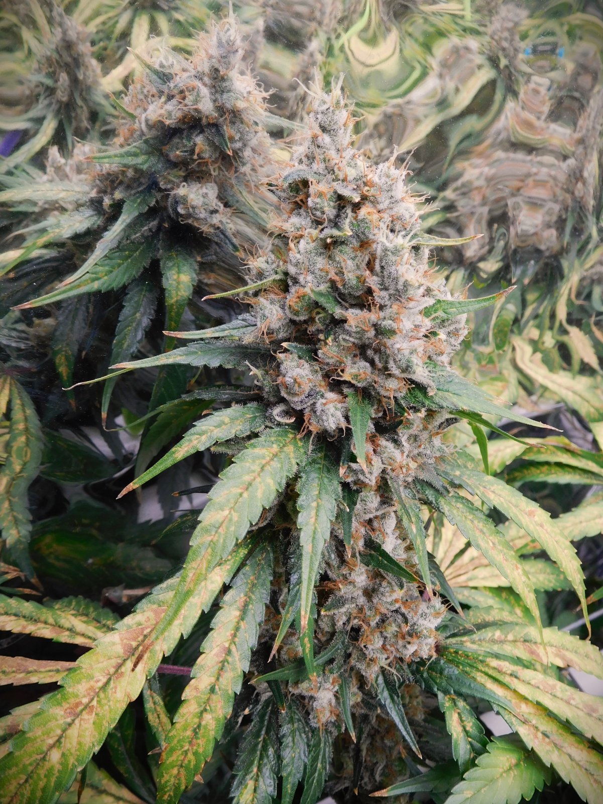 CG Day 79 flower (9).JPG