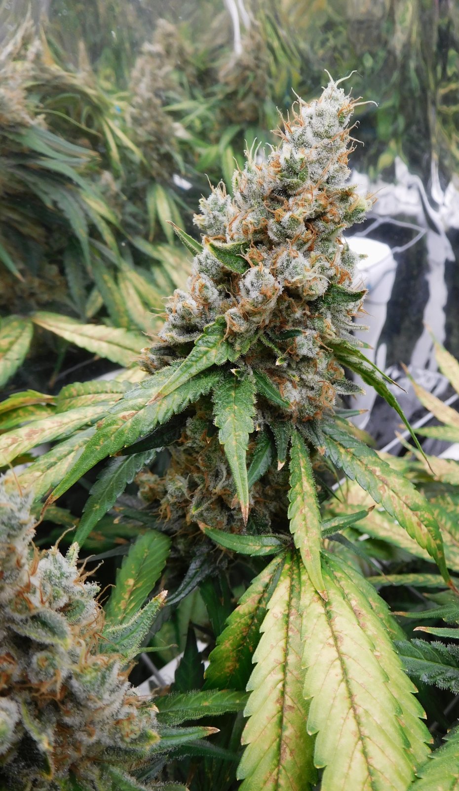 CG Day 81 flower (8).JPG