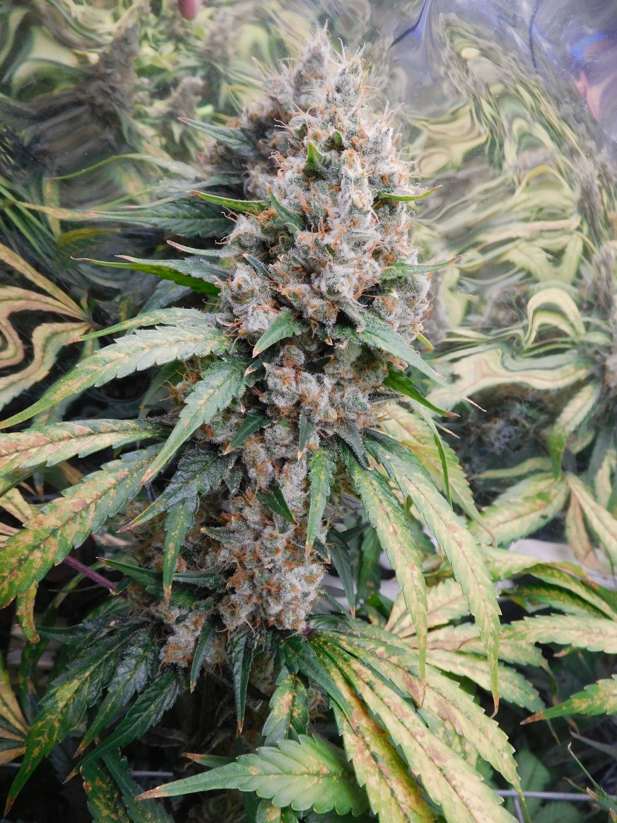 CG Day 81 flower (9).JPG