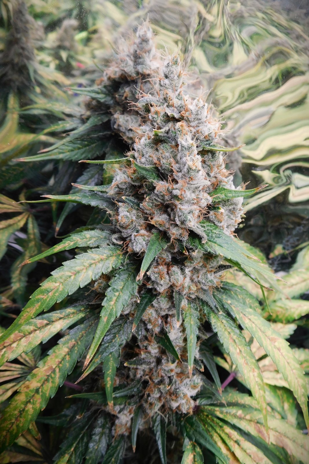 CG Day 82 flower (6).JPG