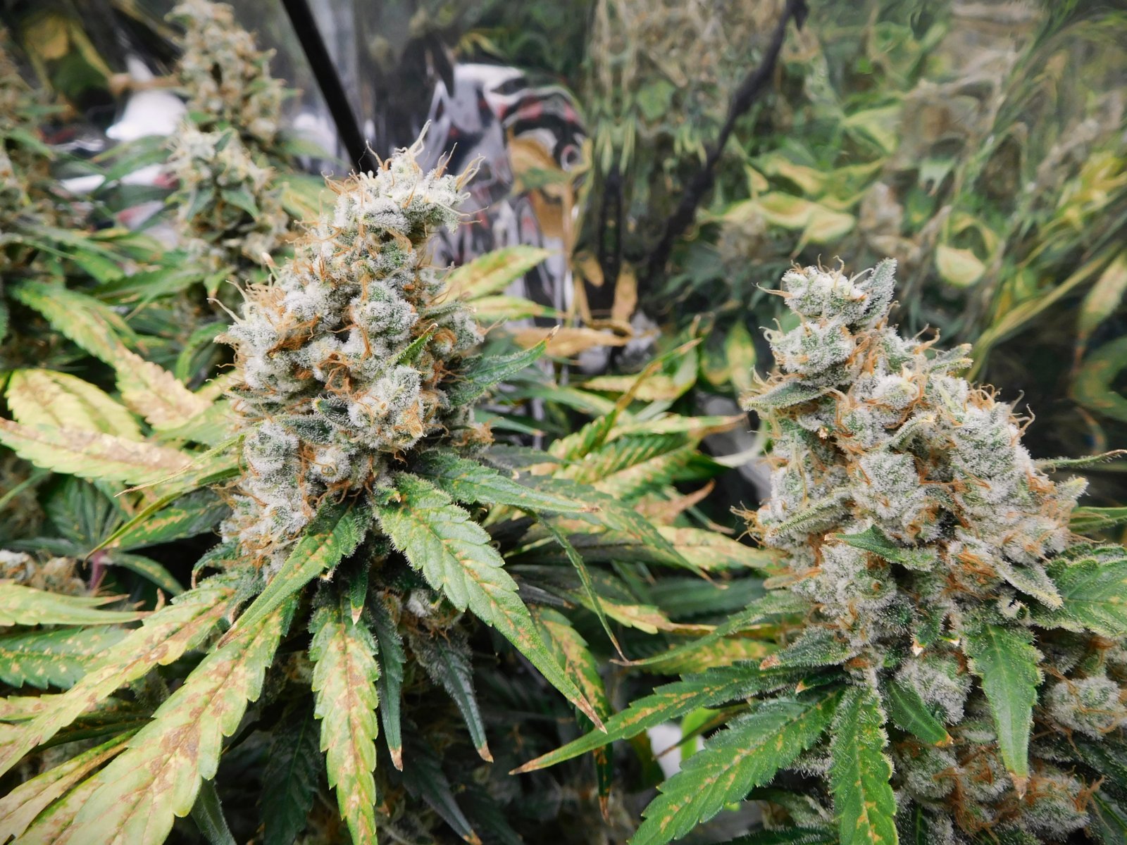 CG Day 82 flower (9).JPG