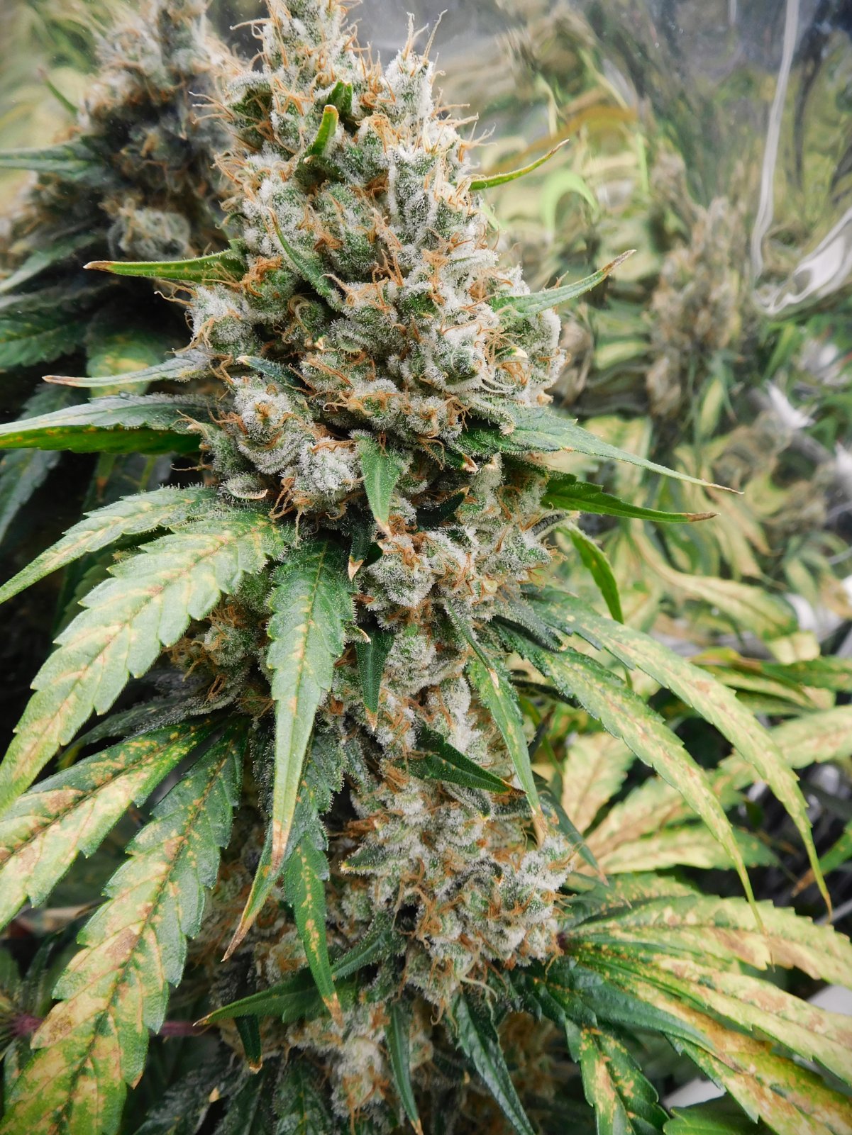 CG Day 83 flower (11).JPG