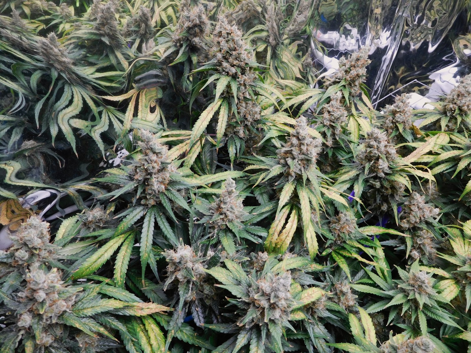 CG Day 83 flower (6).JPG